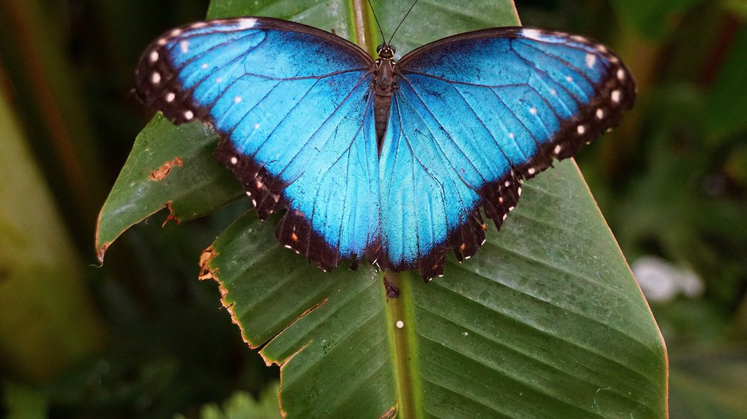 Image of a butterfly on a leaf.